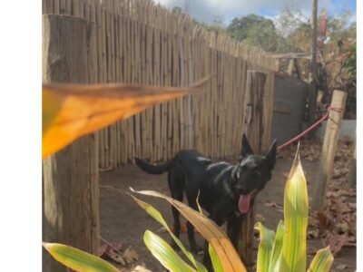 Chiot malinois noir croisée